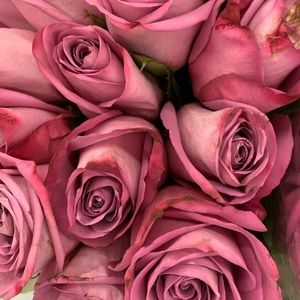 Meet your Posher, Irene